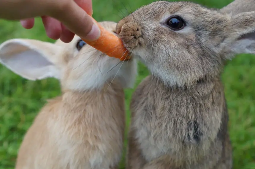 can rabbits eat carrots