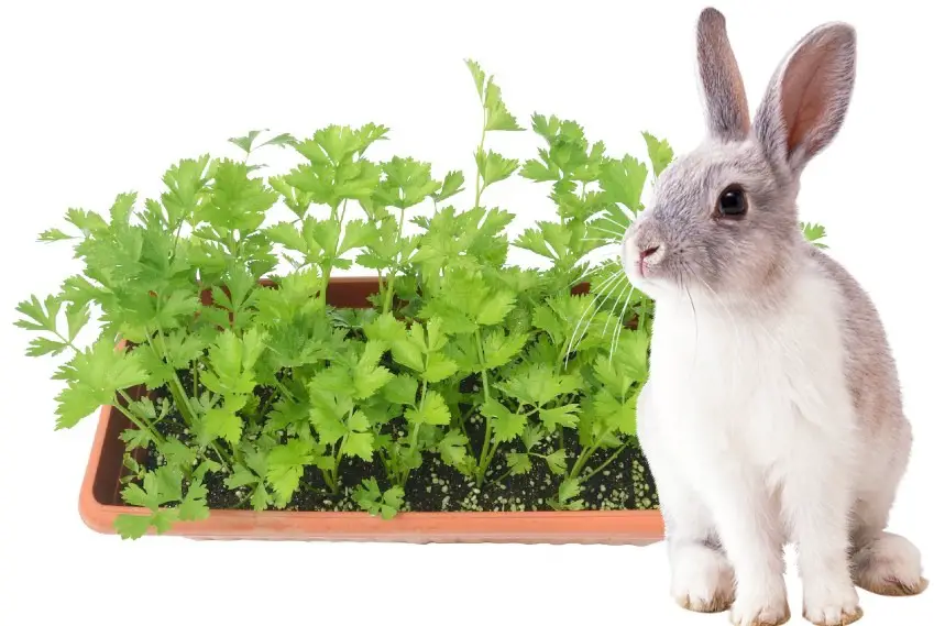 can rabbits eat celery