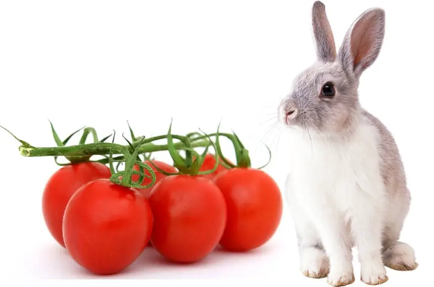 can rabbits eat tomatoes