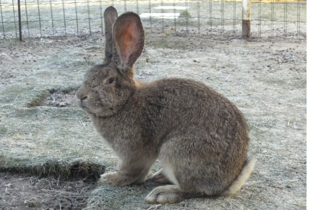 flemish giant rabbit