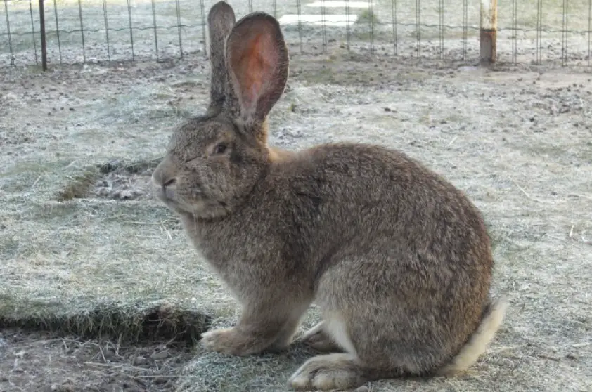 giant rabbits near me