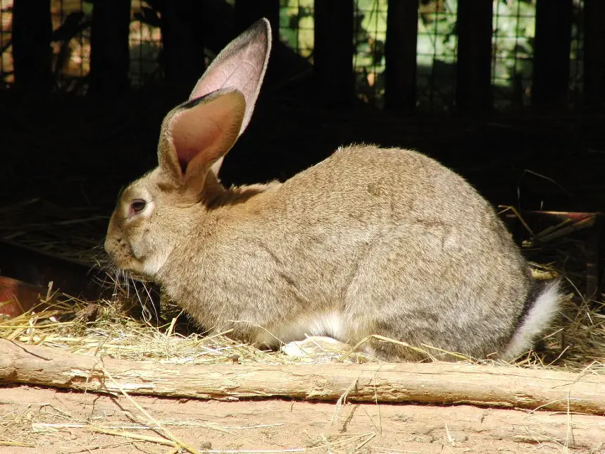 flemish giant rabbit