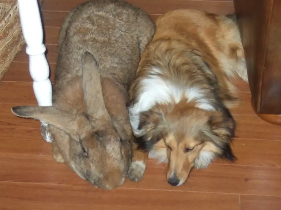 flemish giant bunny
