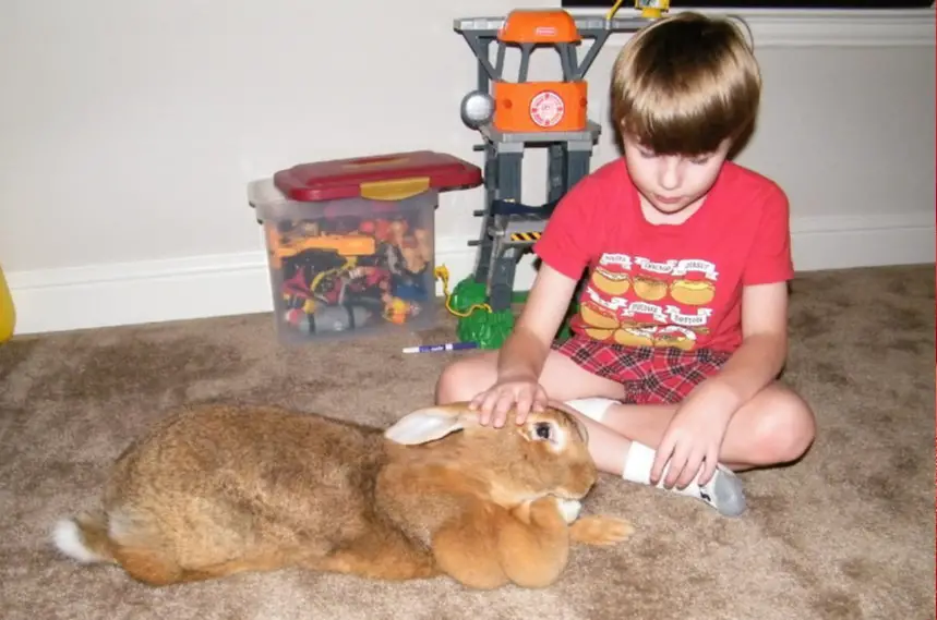 flemish giant rabbit