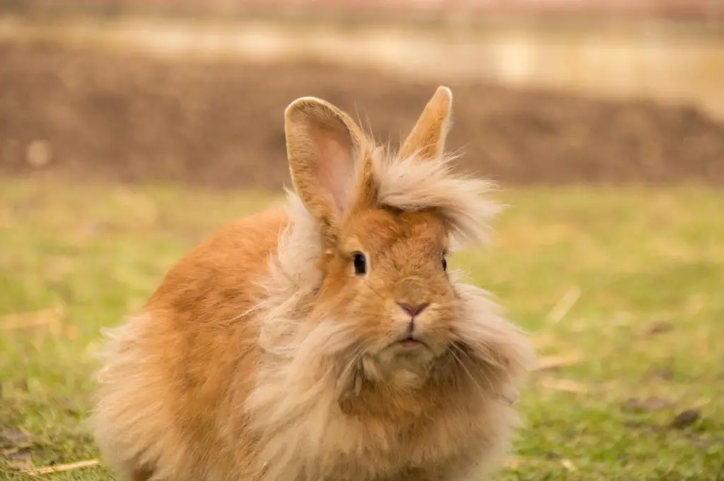 lion head rabbit grooming