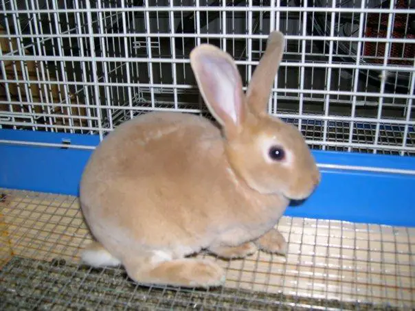 mini rex Hypoallergenic rabbit breed