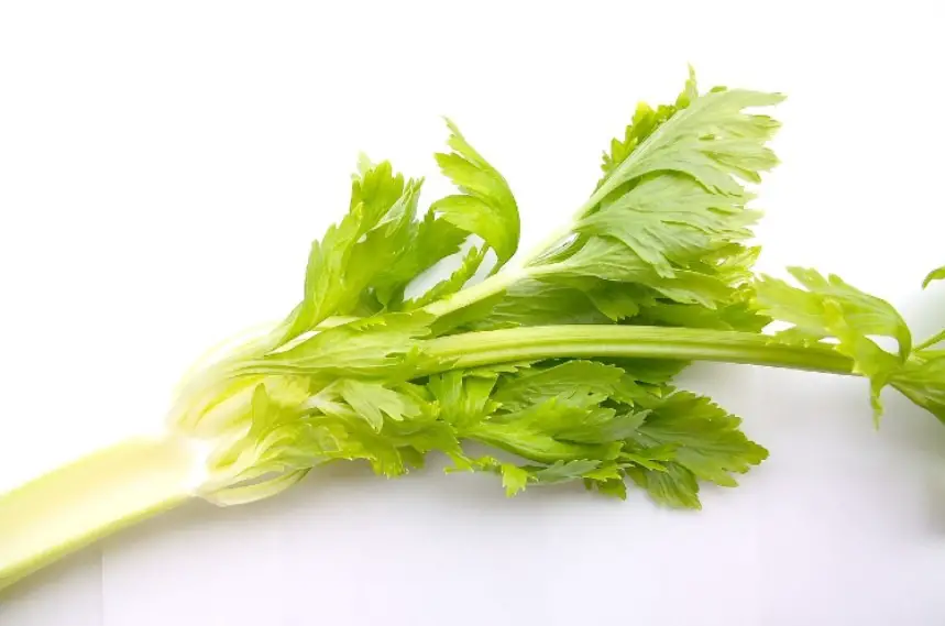 can rabbits eat celery