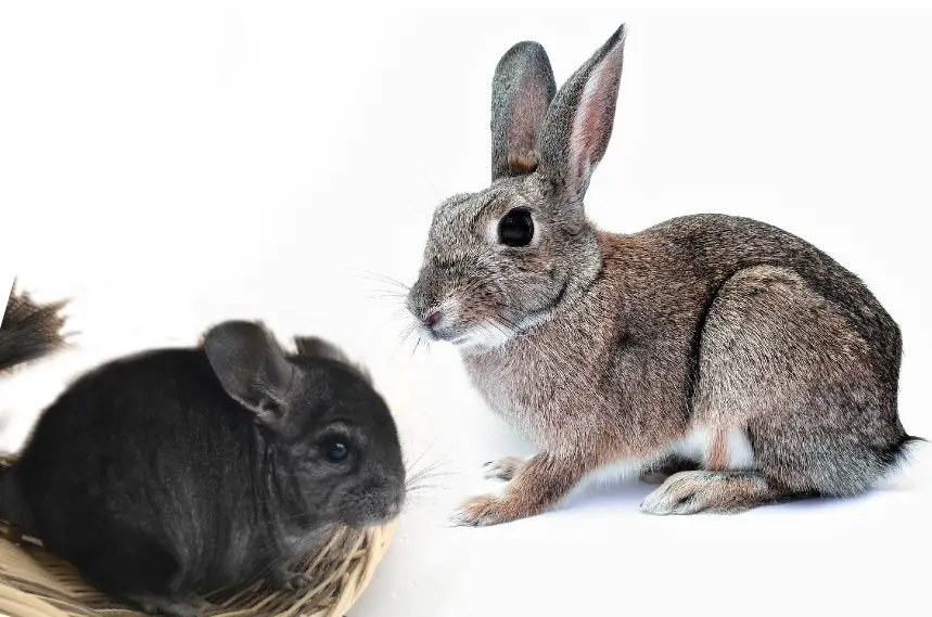 can rabbits and chinchillas live together