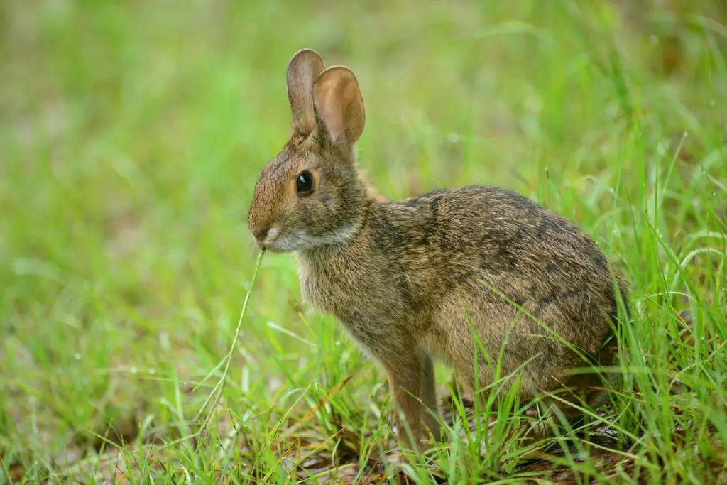 What Do Wild Rabbits Eat? And What To Feed A Wild Rabbit?