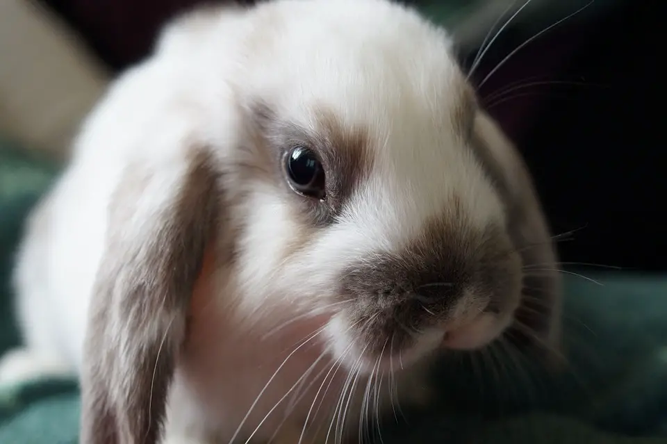 Are Rabbits Herbivores, Carnivores or Omnivores? Here's the Answer! Are Rabbits Herbivores, Carnivores or Omnivores? Here's the Answer!