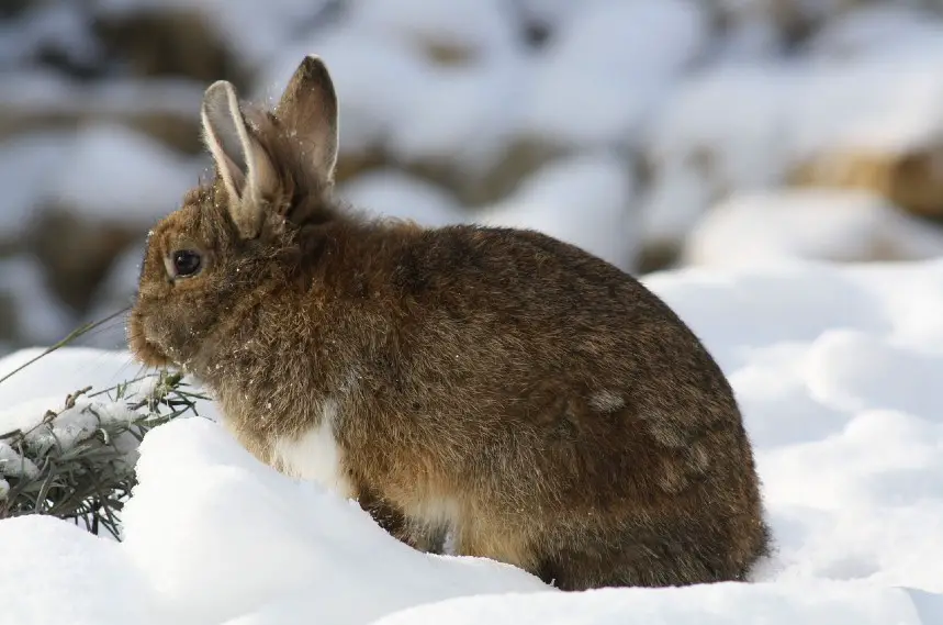 Can Rabbits Live Outside Everything You Need To Know About