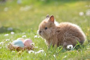 History of the Easter Bunny