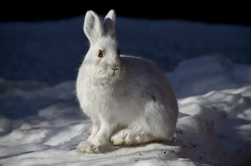 are rabbits Nocturnal