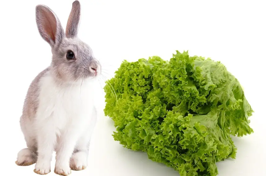 can rabbits eat lettuce