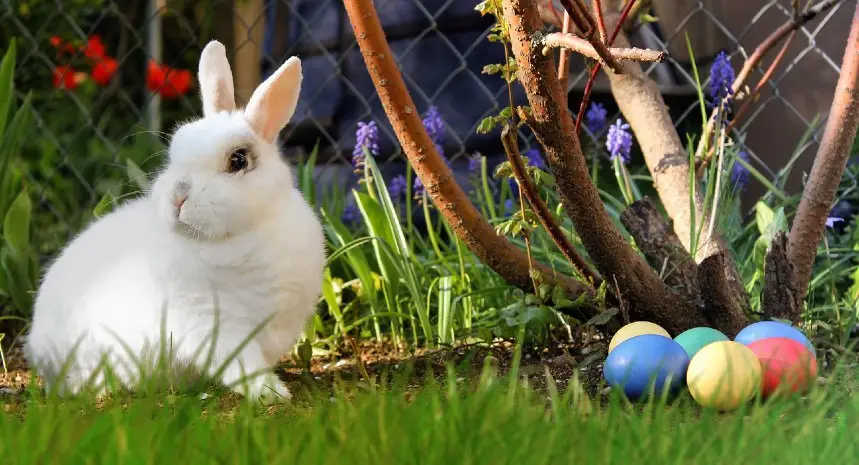 Easter bunny, history origin and meaning