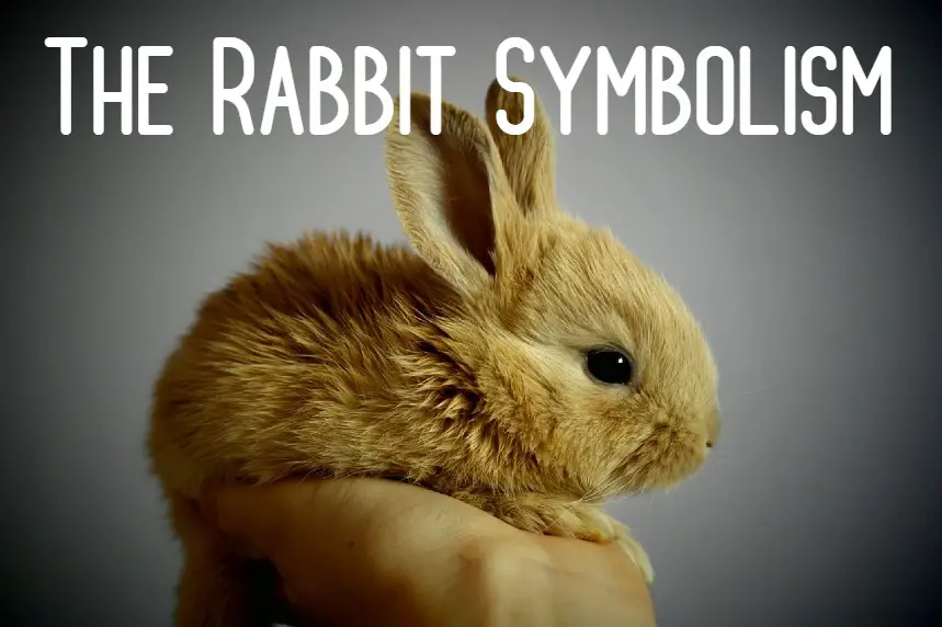 the-rabbit-symbolism-a-guide-to-rabbit-spirit-animal-meaning