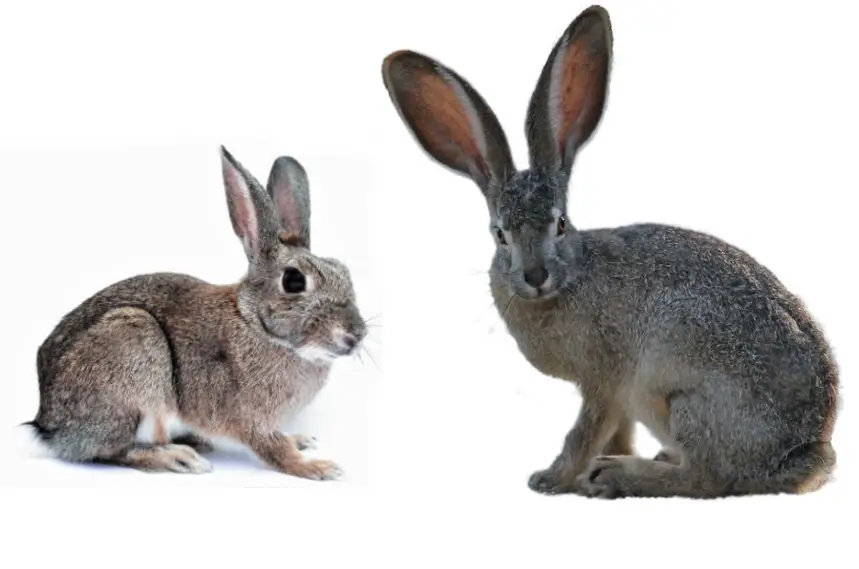 rabbit vs hare