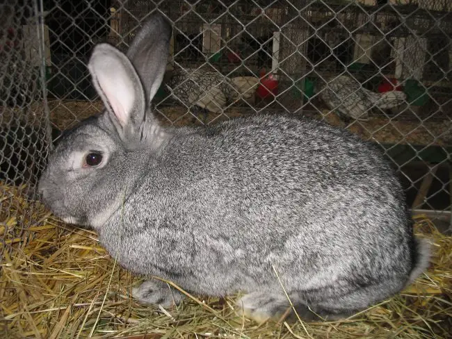 American Chinchilla Rabbit giant