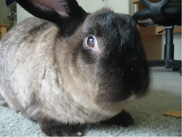 American Sable rabbit For Sale