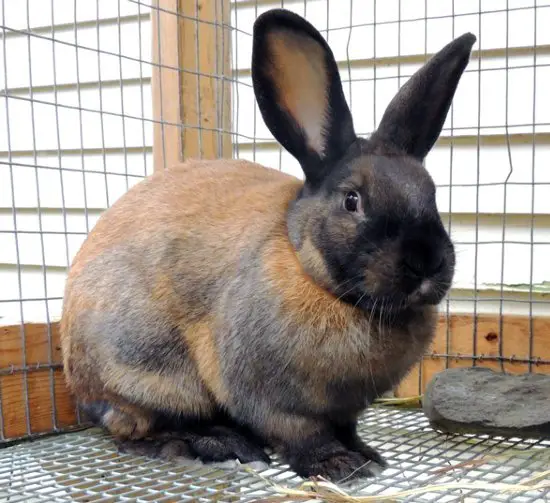 cinnamon rabbit - rabbit meat breed