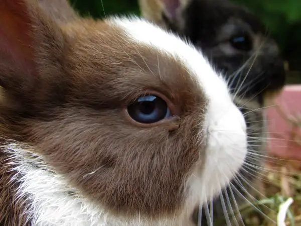 netherland dwarf rabbits breeder