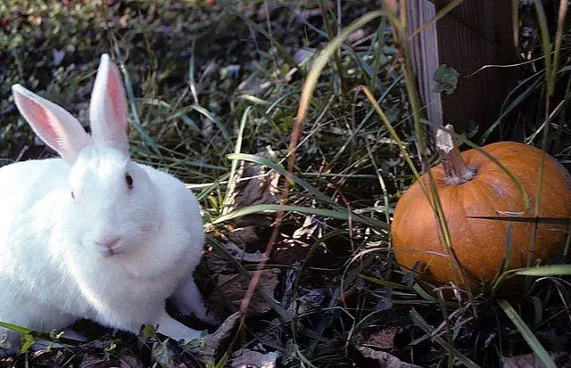 New Zealand White Rabbit 