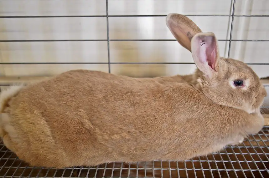 golden palomino rabbit