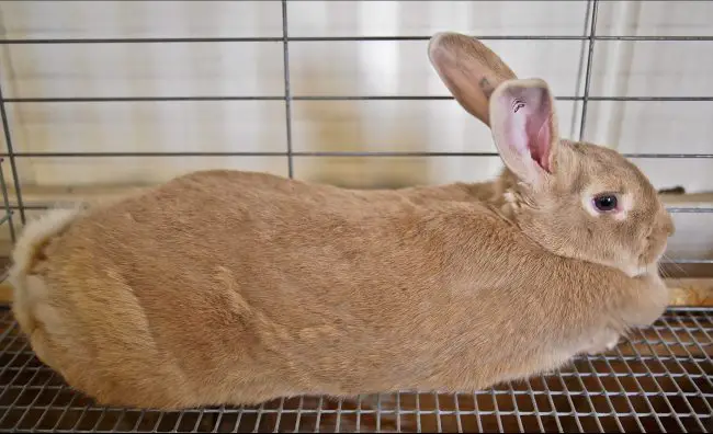 Palomino Rabbit 