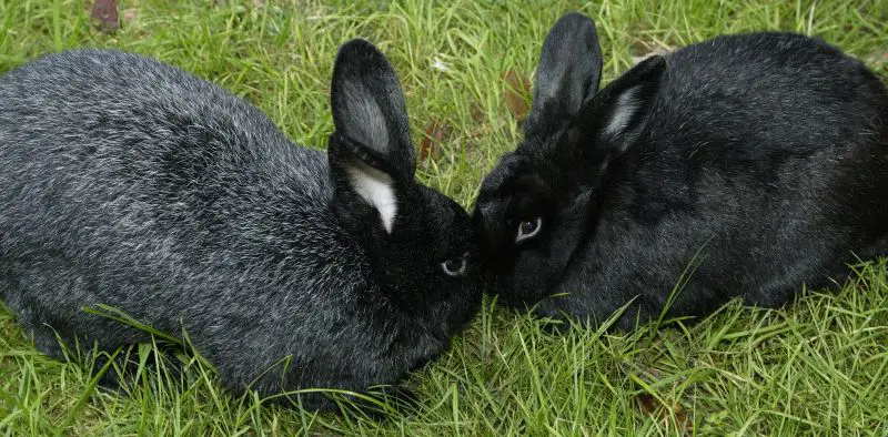 Silver Fox Rabbits