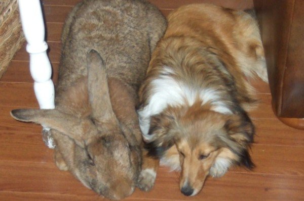 giant lionhead rabbit