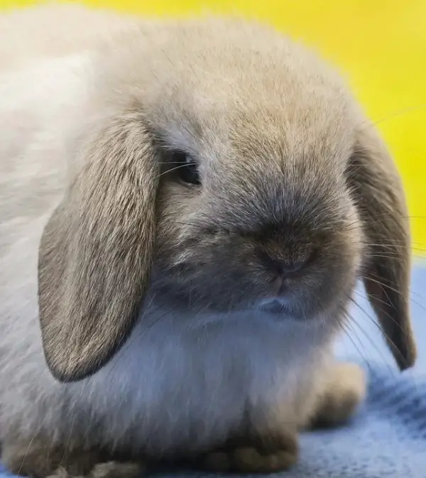 Holland Lop Bunnies For Sale - Breeders, Adoption and Price Guide