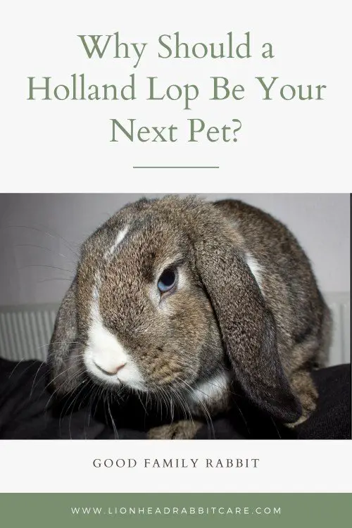 caring for a holland lop