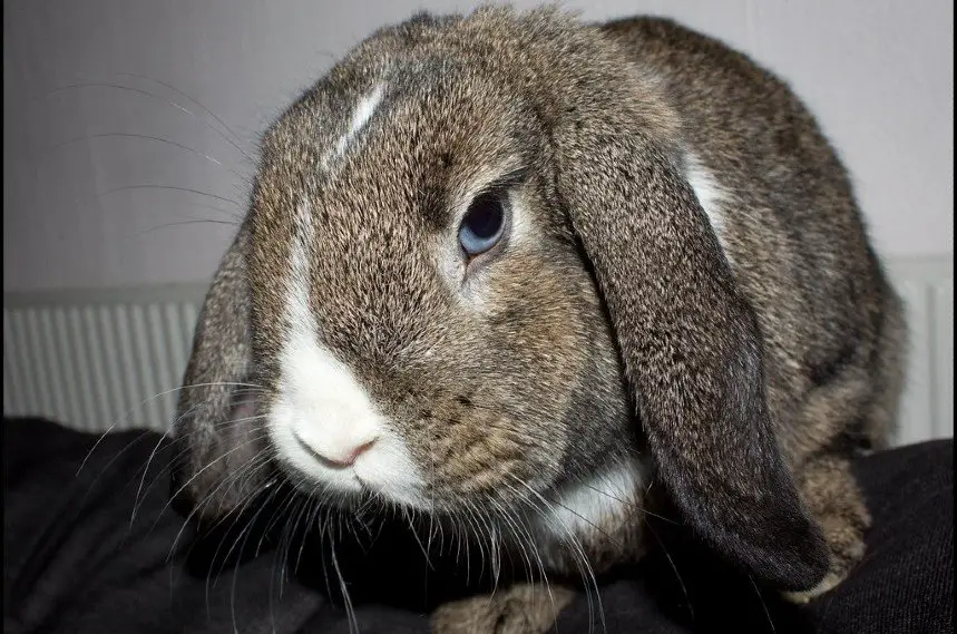 holland lop cost