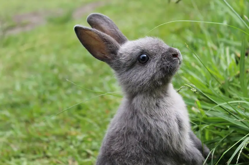 mini rex rabbit