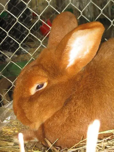 New Zealand Red Rabbit