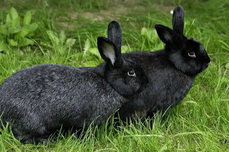 silver fox rabbit