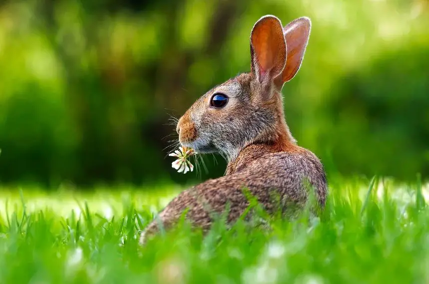 belgian hare