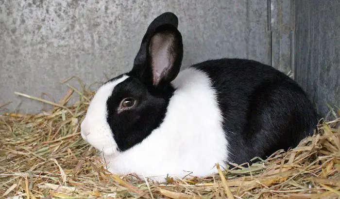 The Amazing Dutch Rabbit All You Need To Know