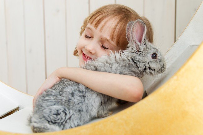 gi stasis in rabbits signs and symptoms 