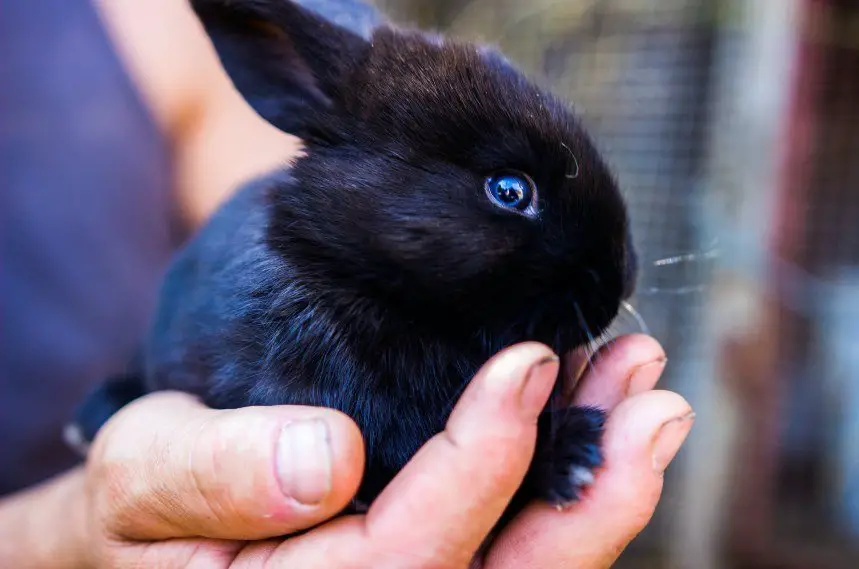 baby havana rabbit