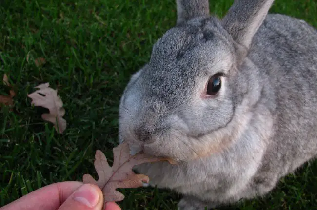 meat rabbit breeds