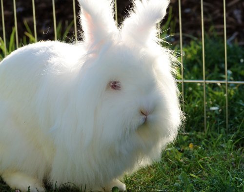 Albino Rabbit - White Rabbit With Red Eyes