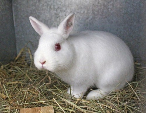 Albino Rabbit - White Rabbit With Red Eyes