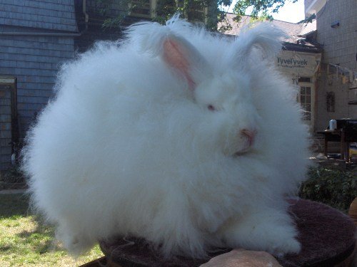 angora rabbits for sale ,  English, French, Giant, German. 