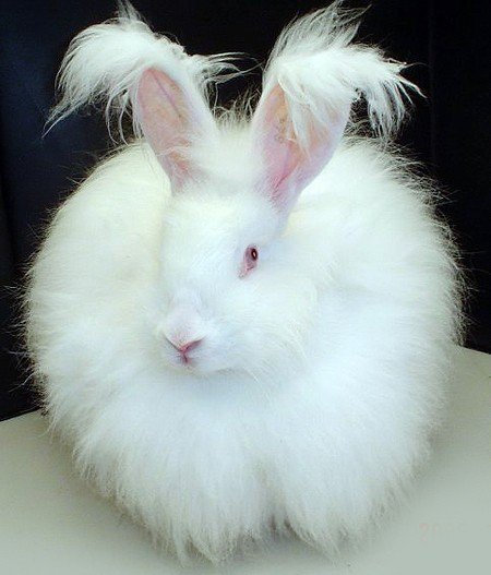 angora rabbits for sale