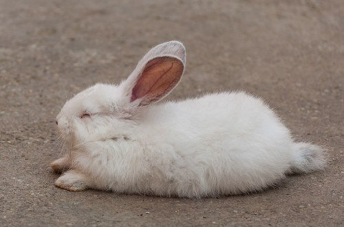 Cute bunny sleeping