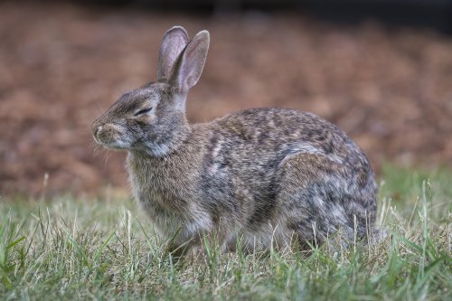 Rabbit sleeping