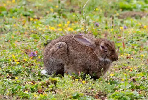 When do rabbit sleep