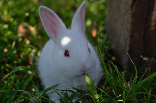 red eyed bunny