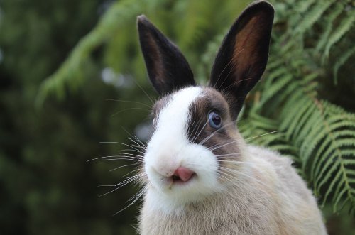 Rabbit Screaming, bunny screams